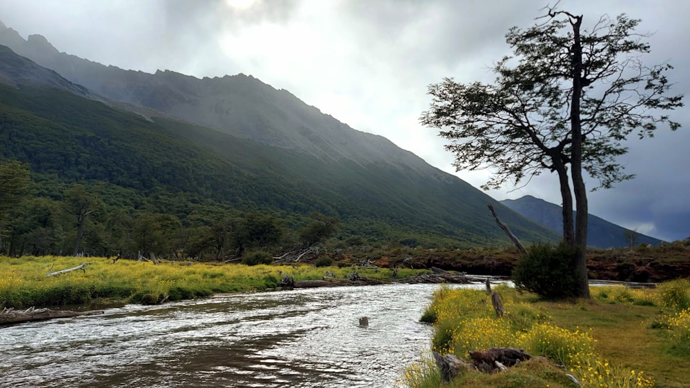 a river running through a lush green forest