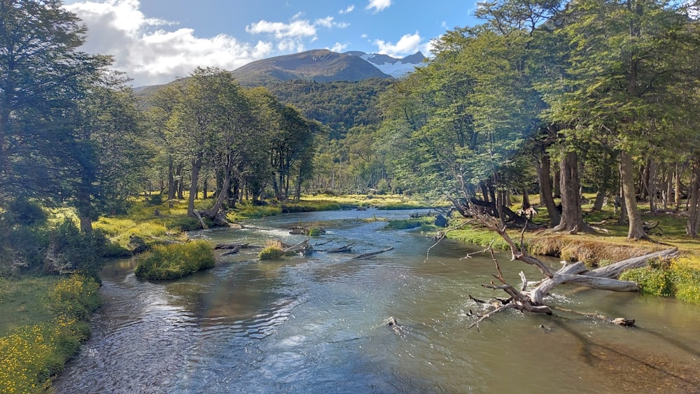 a river running through a lush green forest