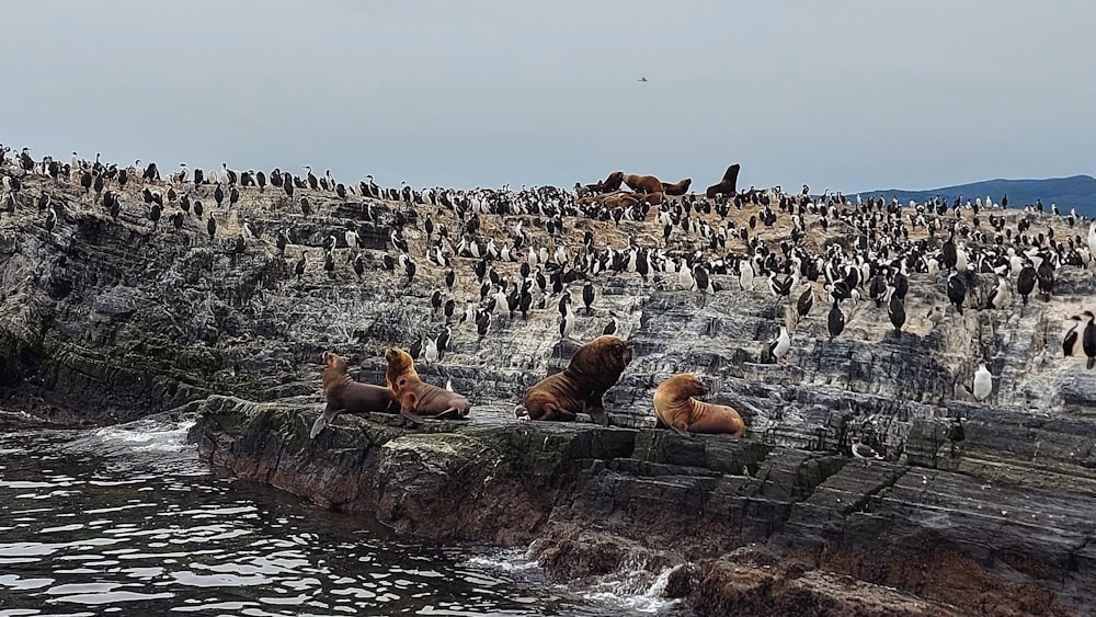 a group of sea lions lounging on a rocky cliff