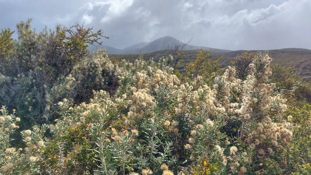 a bush with white flowers in the foreground and a mountain in the background