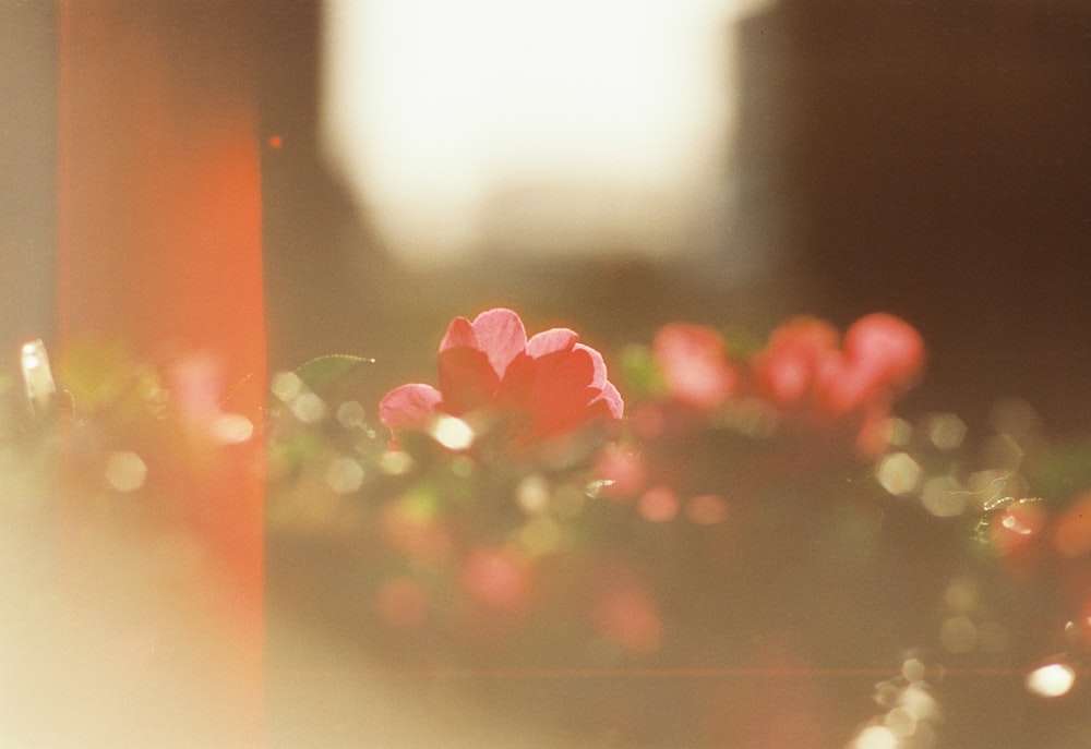 a close up of a pink flower with blurry background