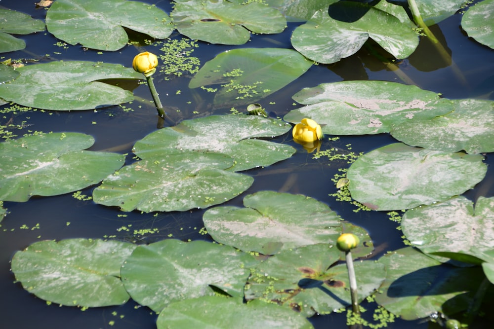 a group of water lilies floating on top of a pond