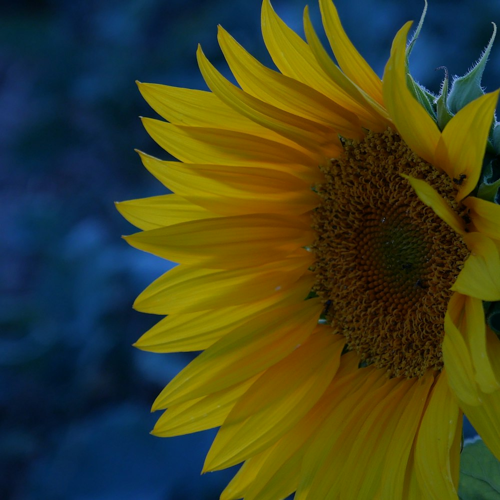 a large yellow sunflower with a blue background