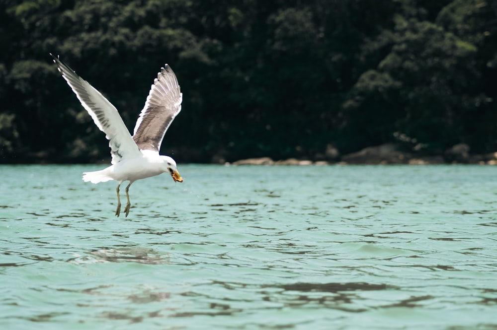 uma gaivota voando sobre a água com um peixe no bico