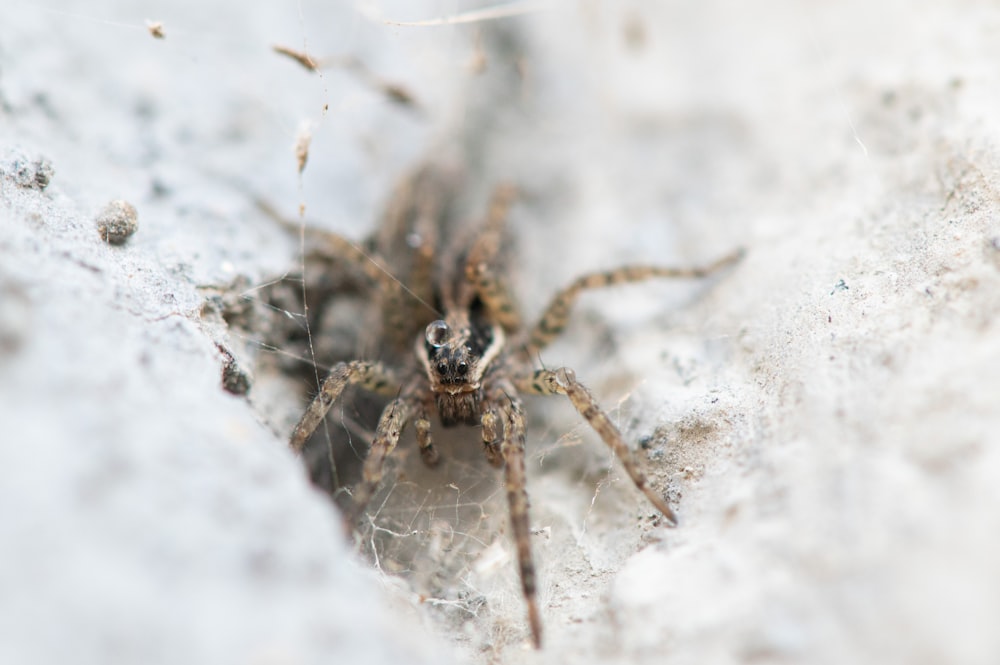 um close up de uma aranha em uma parede