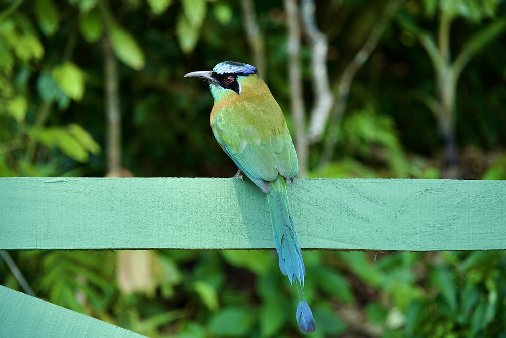 um pássaro colorido empoleirado no topo de uma cerca de madeira