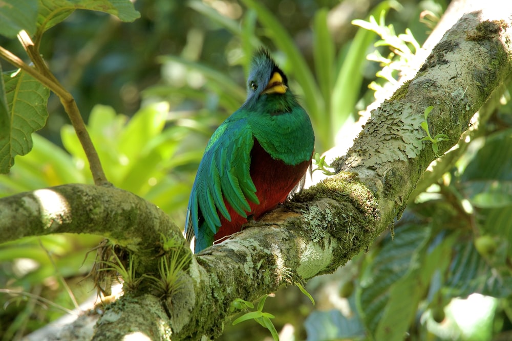 a green and red bird sitting on a tree branch