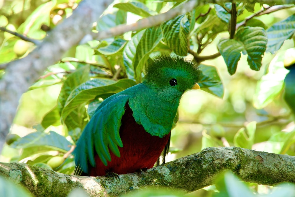 Ein grüner und roter Vogel sitzt auf einem Ast