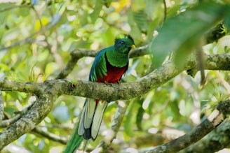 a green and red bird sitting on a tree branch