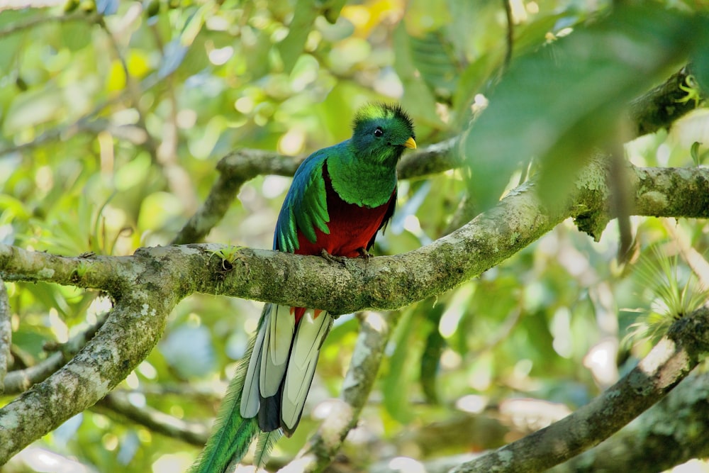 a green and red bird sitting on a tree branch