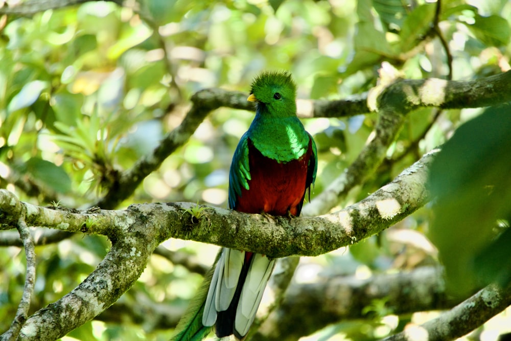 a green and red bird sitting on a tree branch