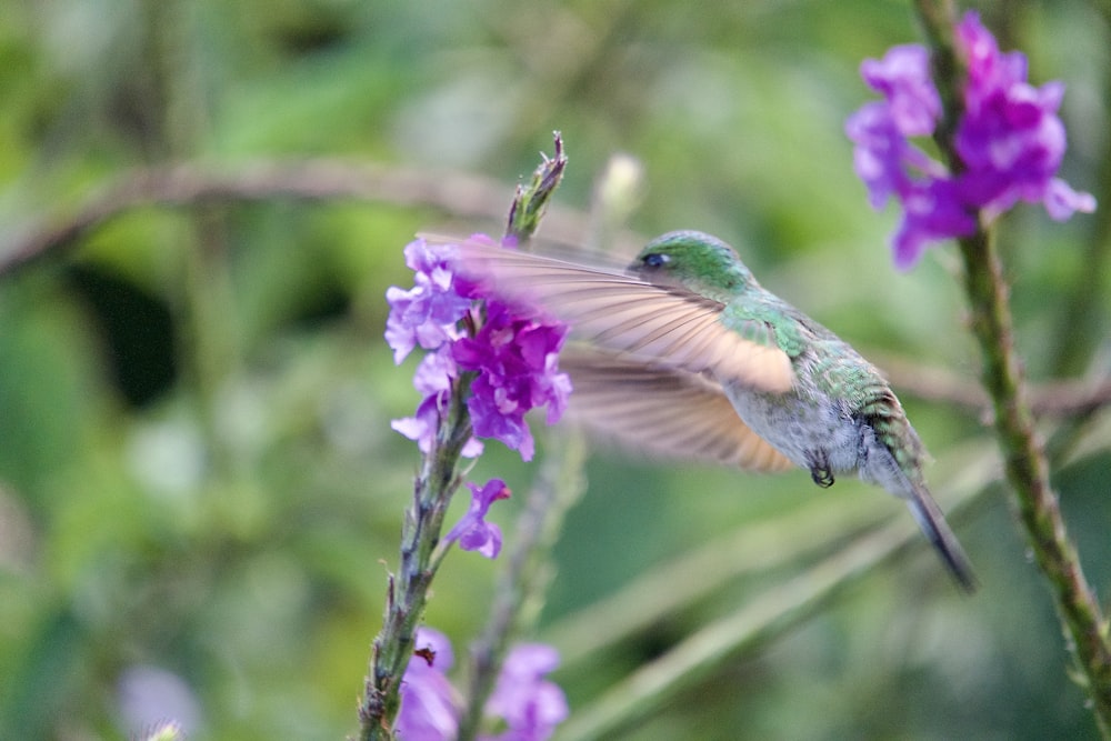 a hummingbird flying over a purple flower