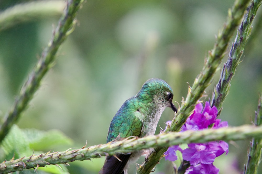 a small green bird perched on a branch next to purple flowers