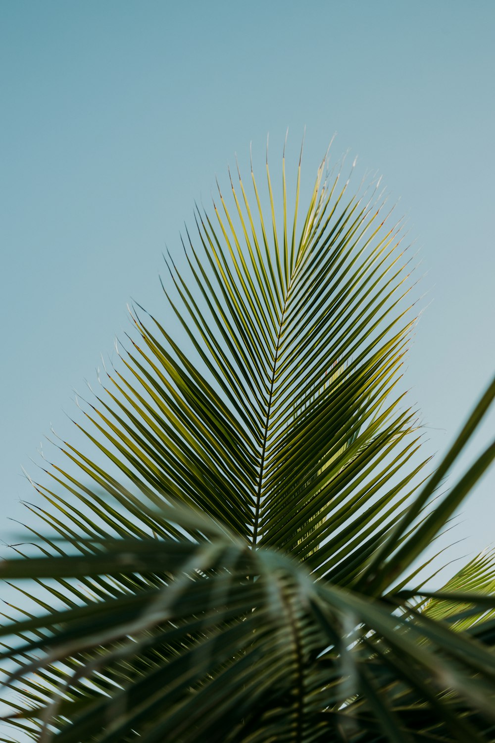 a close up of a palm tree with a blue sky in the background