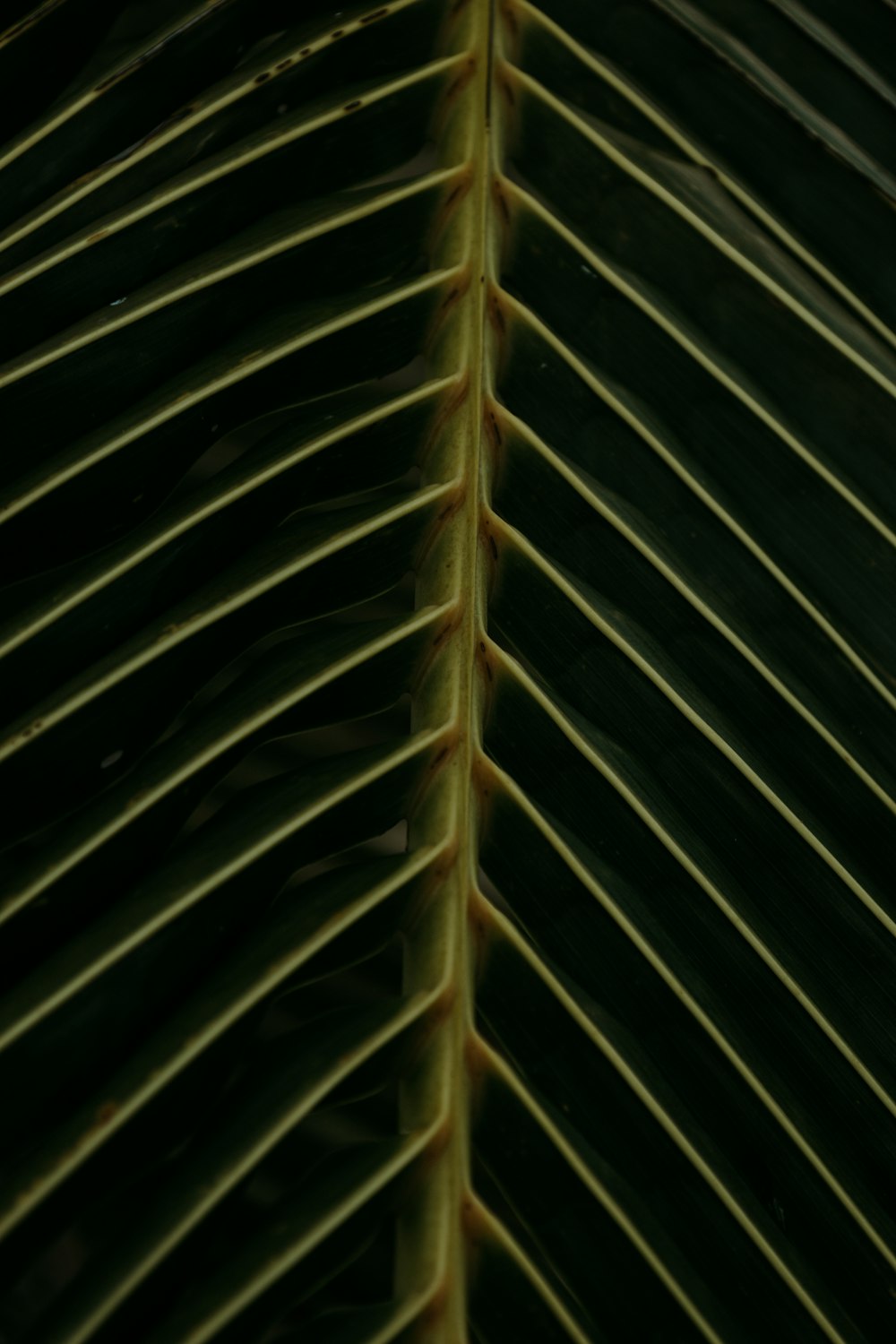 a close up view of a green leaf