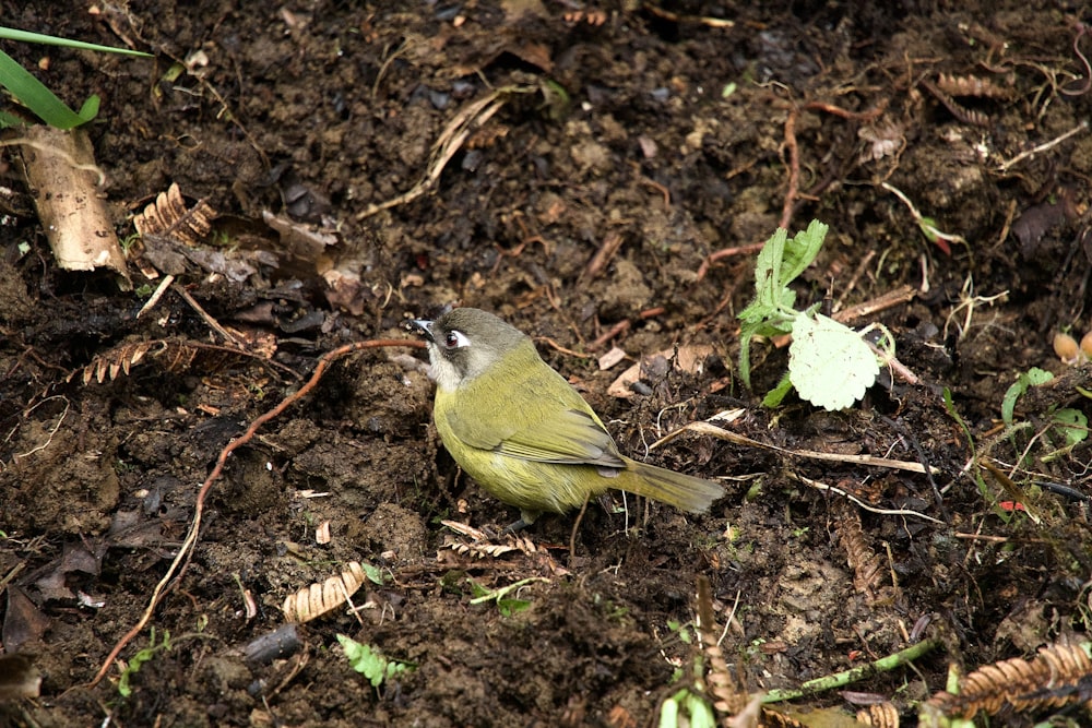 Un pequeño pájaro está sentado en el suelo