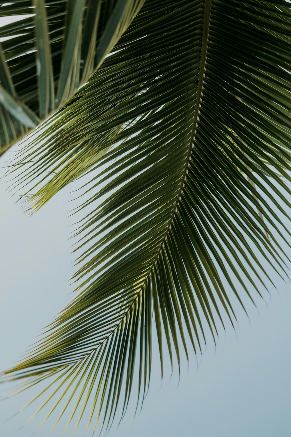 a close up of a palm leaf against a blue sky