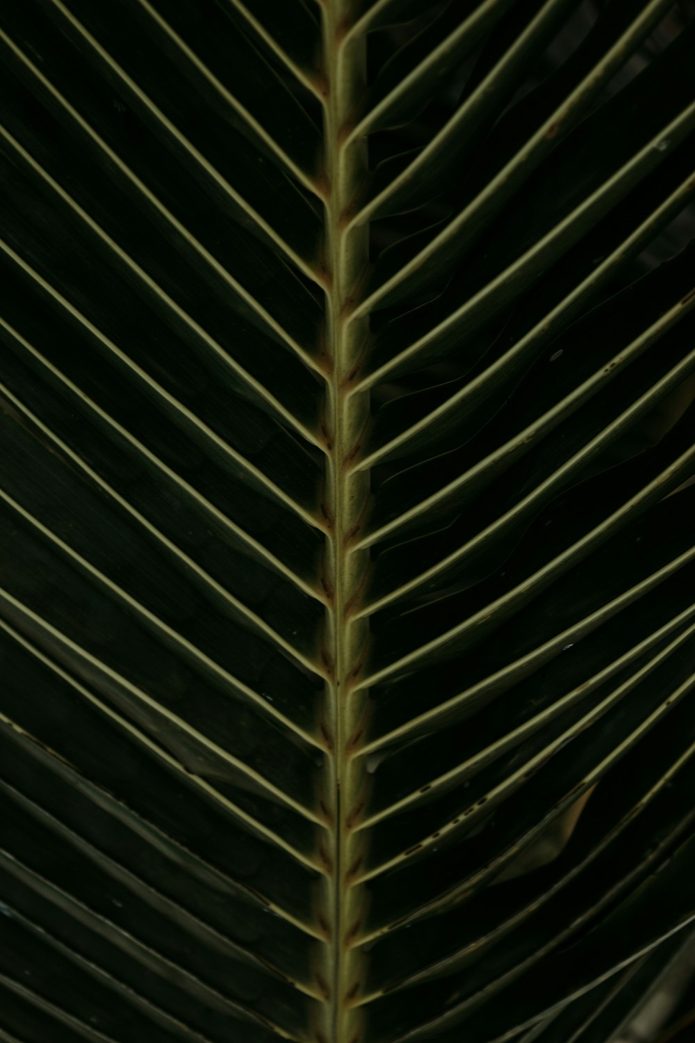 a close up of a large green leaf