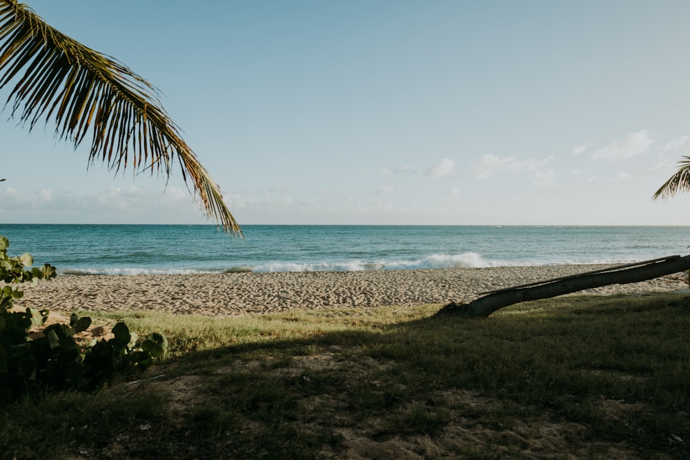 a palm tree leaning over on the beach