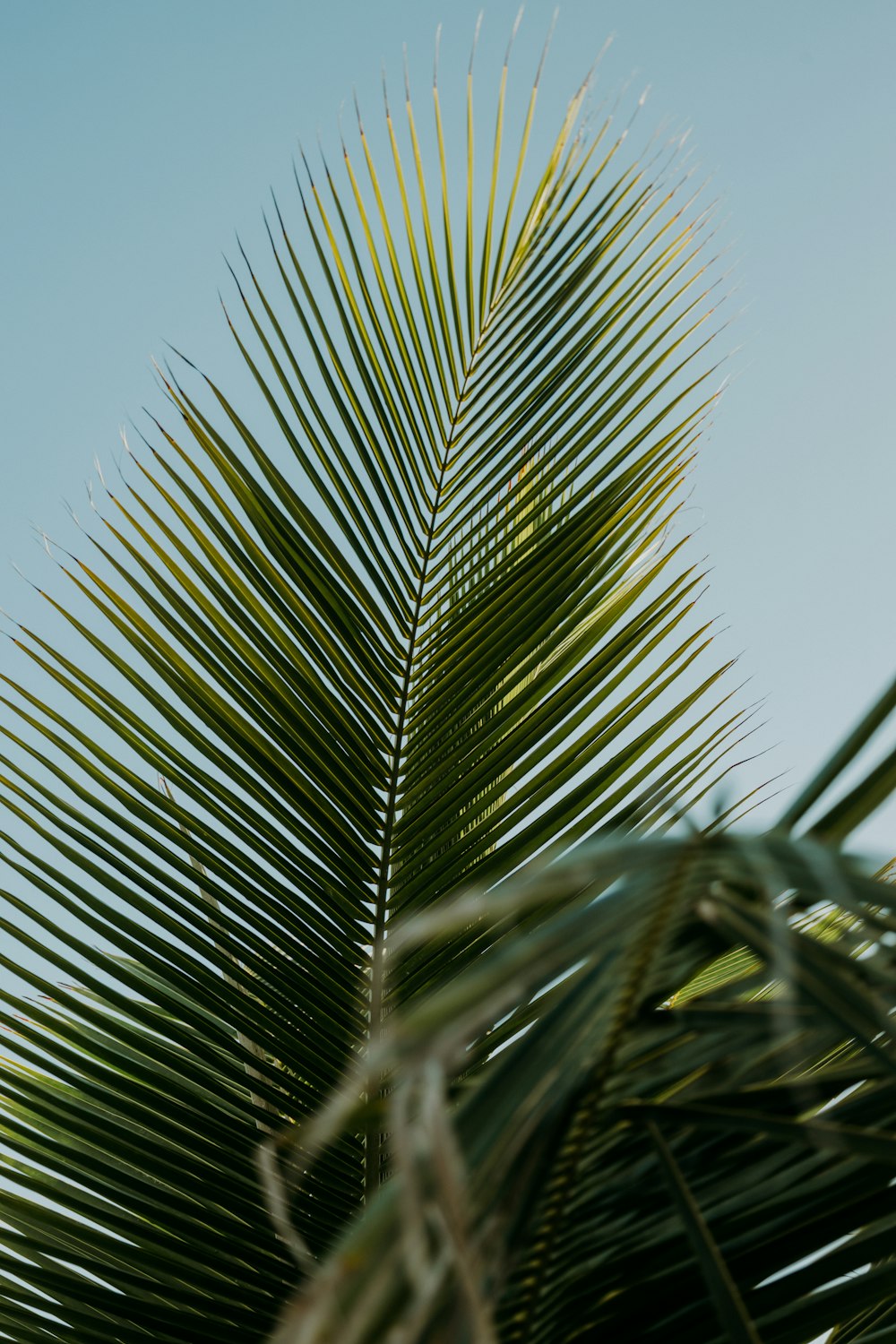 a close up of a palm leaf against a blue sky