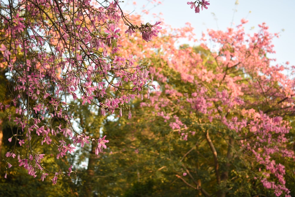 a bench under a tree with pink flowers