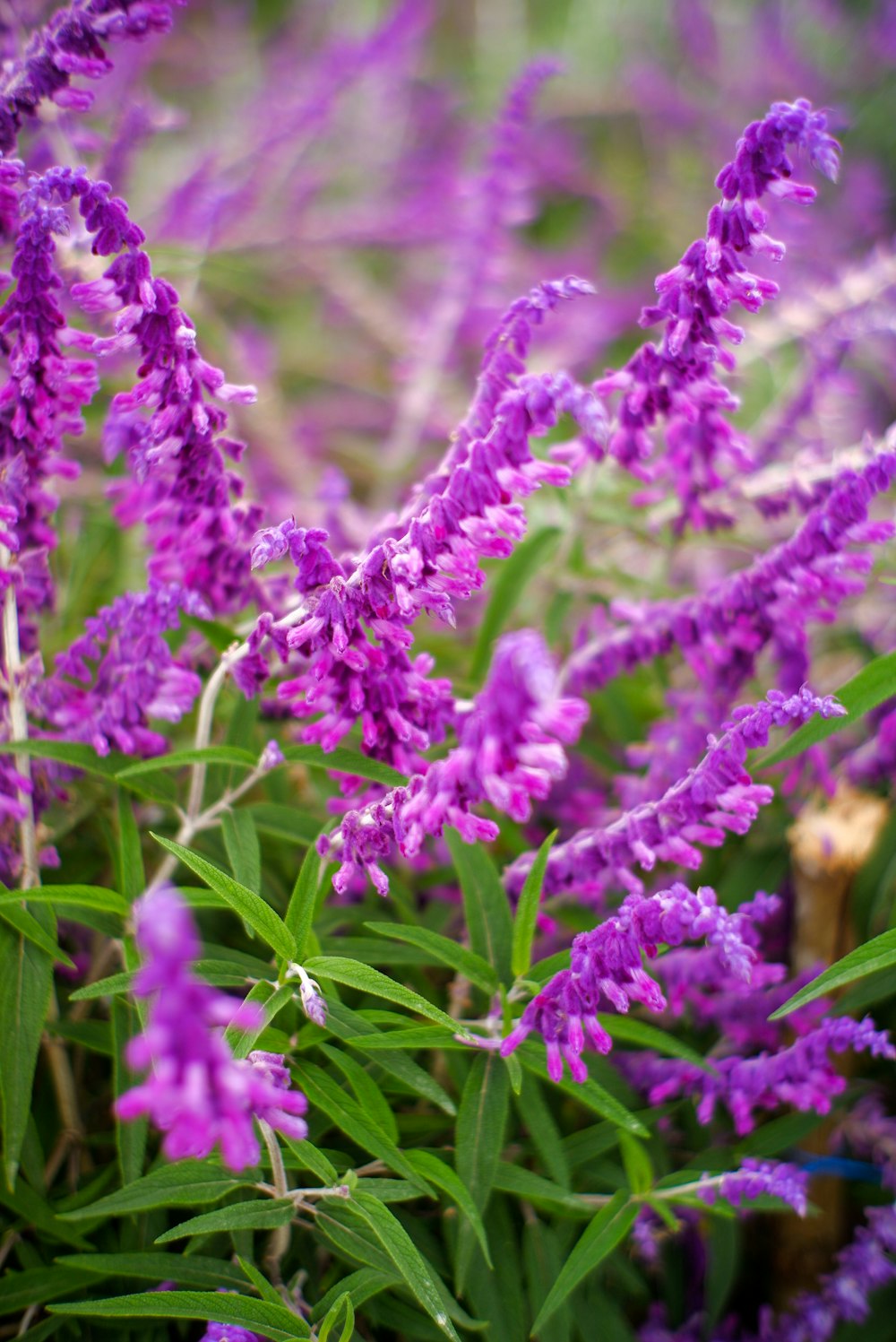 a bunch of purple flowers in a field