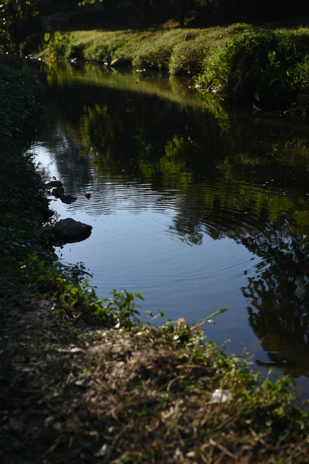 uno specchio d'acqua circondato da erba e alberi