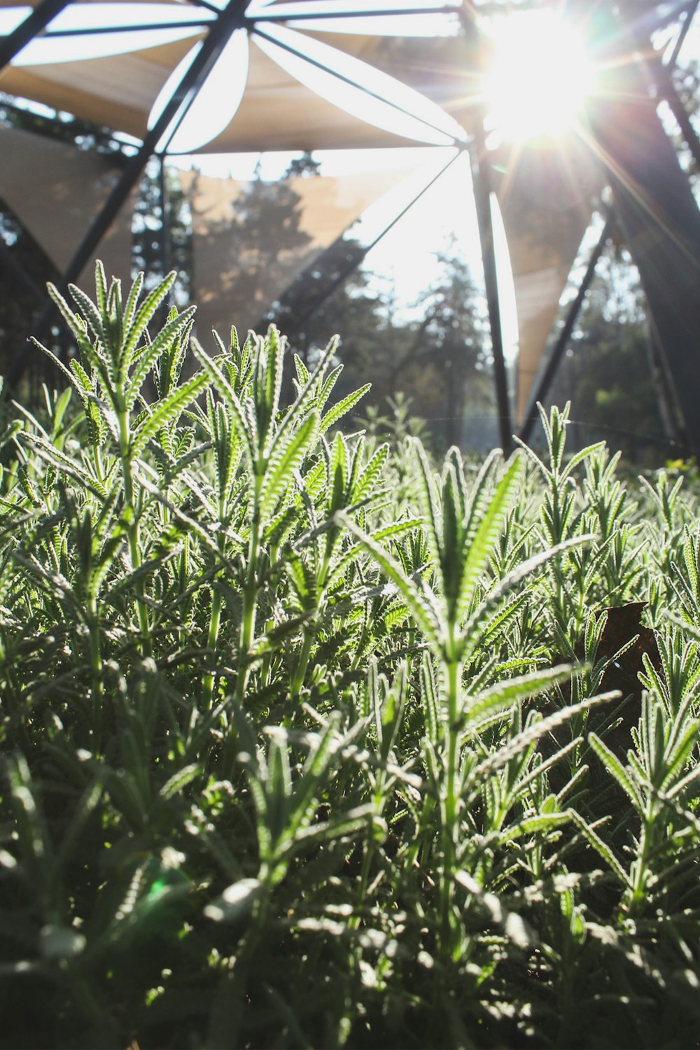 the sun shines brightly through the leaves of a plant