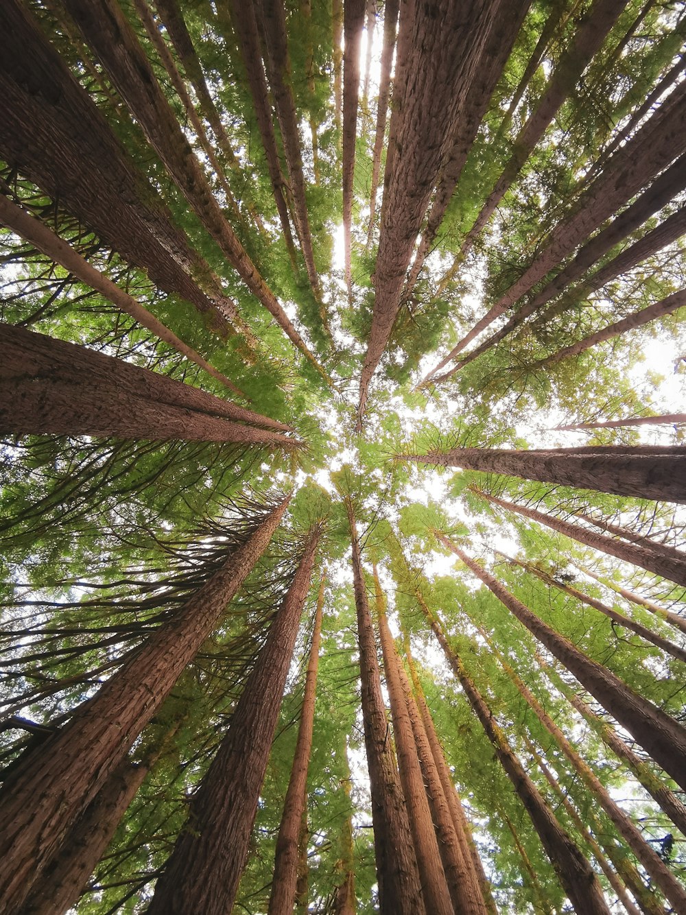 looking up at the tops of tall trees in a forest