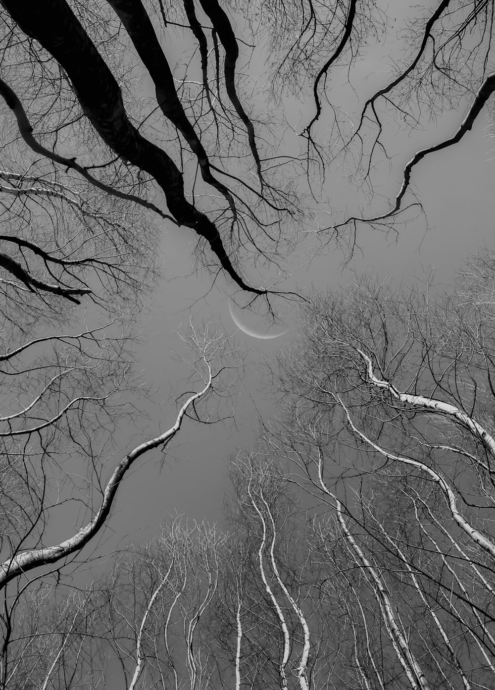 a black and white photo of trees looking up at the sky