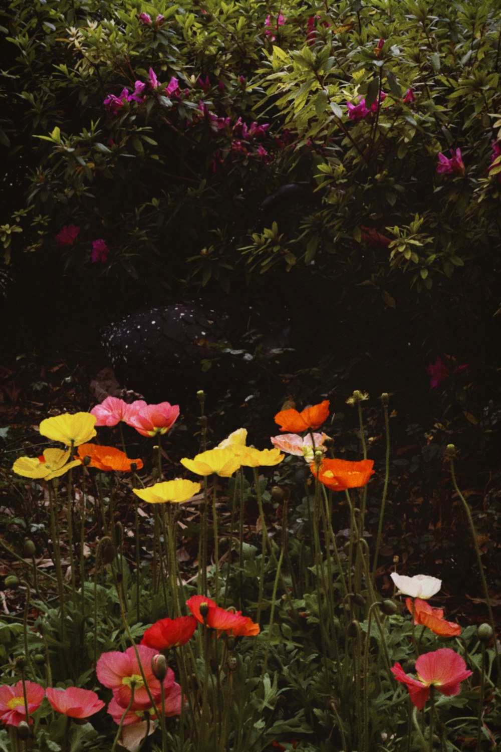 a bunch of flowers that are in the grass