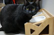 A minimalist black and white setup showing a cat interacting with a smart feeder highlighted by soft orange accents