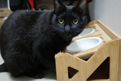 A black cat with striking yellow eyes is positioned near a wooden feeding station, which holds two white bowls. The setting appears to be inside a home, with some background details blurred.