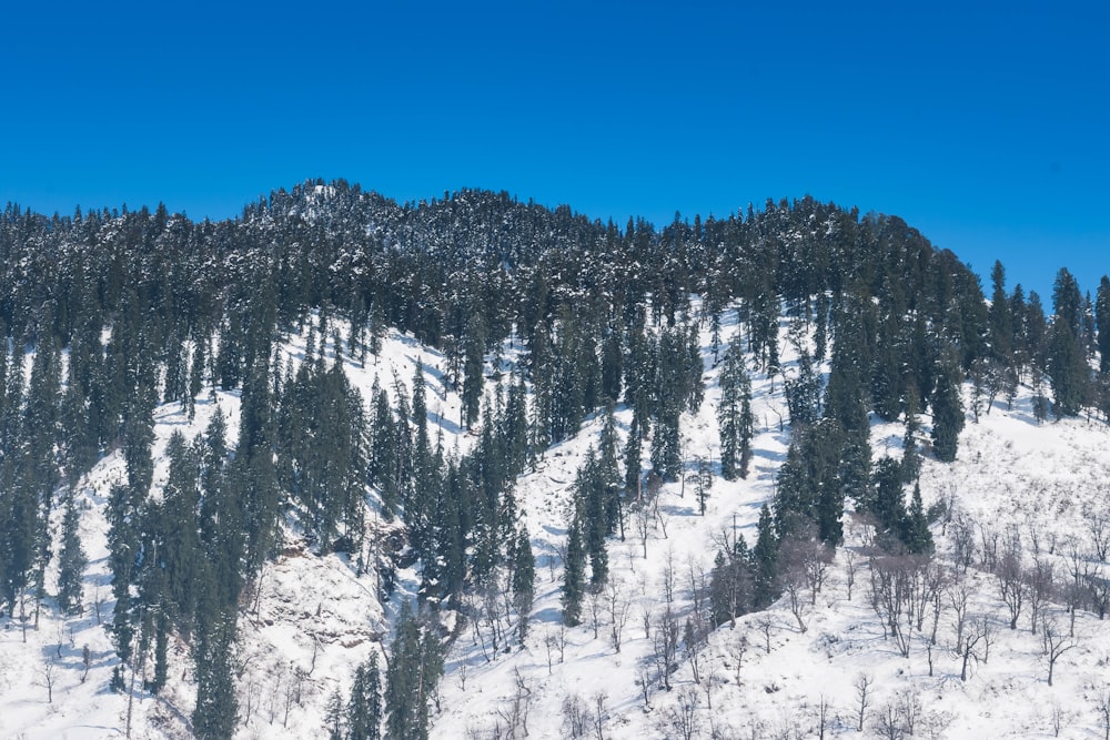 a snow covered mountain with trees on the side