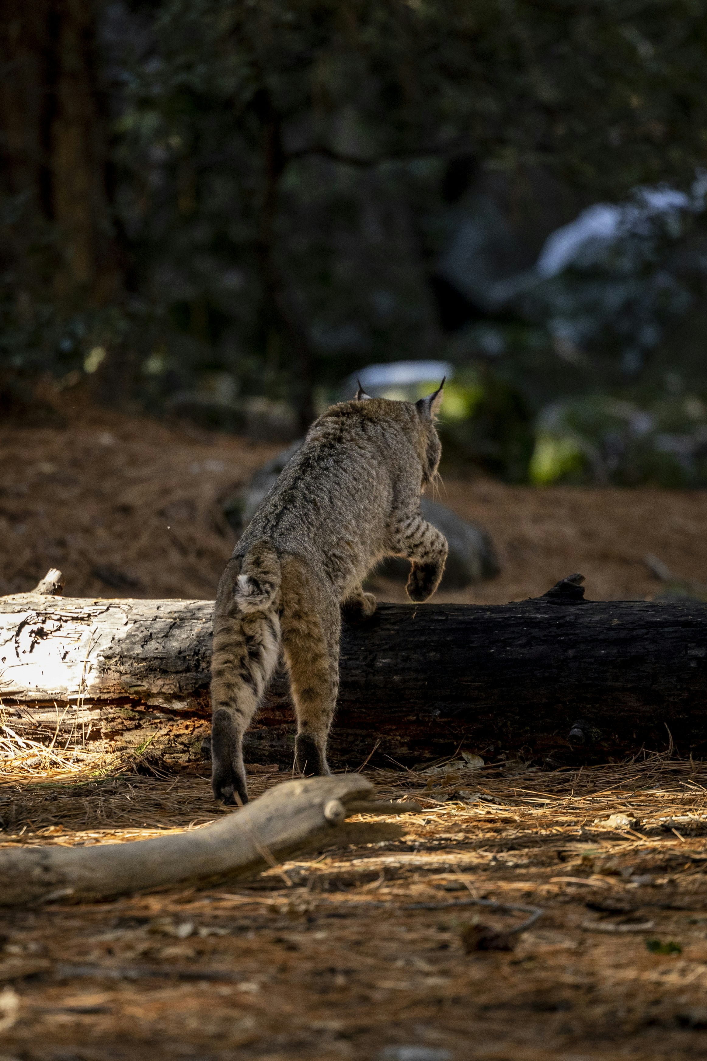 Photo by leo_visions_