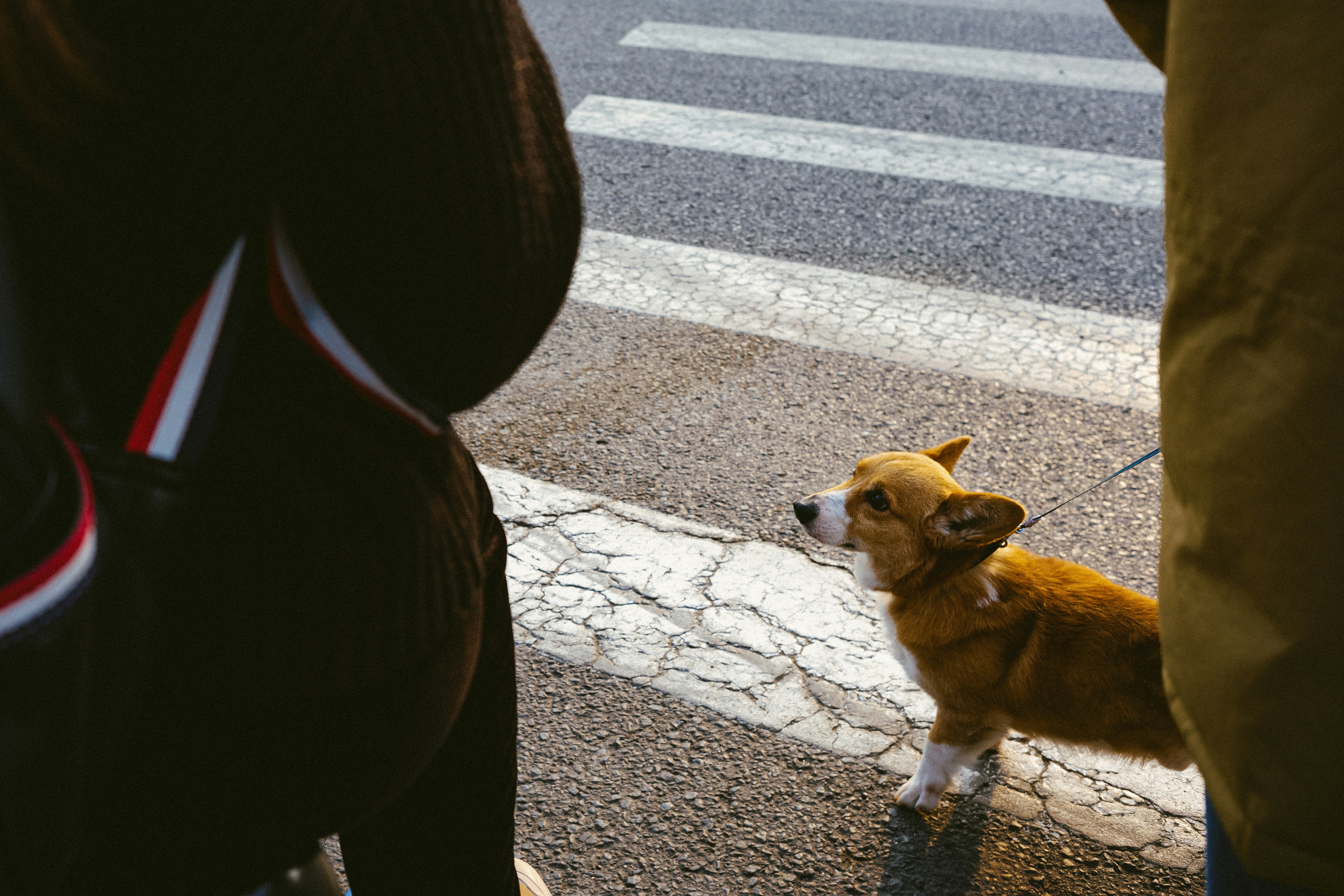 Sniff Disruption and the Scent Map