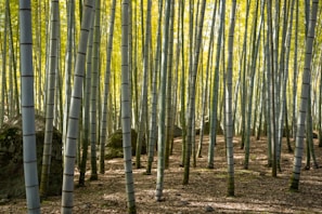 Tall bamboo stalks with their characteristic segmented patterns rise vertically from a forest floor covered in dried leaves and small rocks. Sunlight filters through the lush green leaves at the top, creating a serene and peaceful atmosphere.