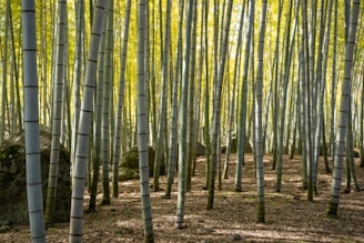 Tall bamboo stalks with their characteristic segmented patterns rise vertically from a forest floor covered in dried leaves and small rocks. Sunlight filters through the lush green leaves at the top, creating a serene and peaceful atmosphere.