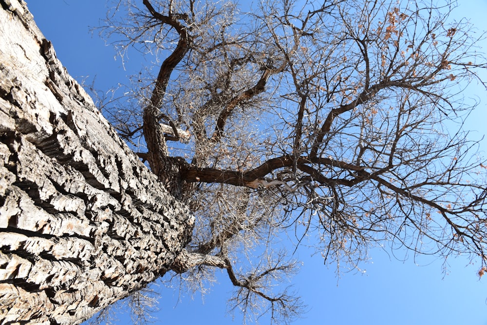 a tree with no leaves and a blue sky in the background