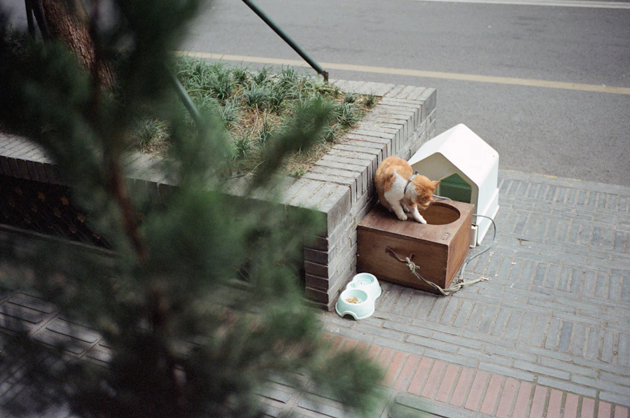 Cat resting on luggage before travel