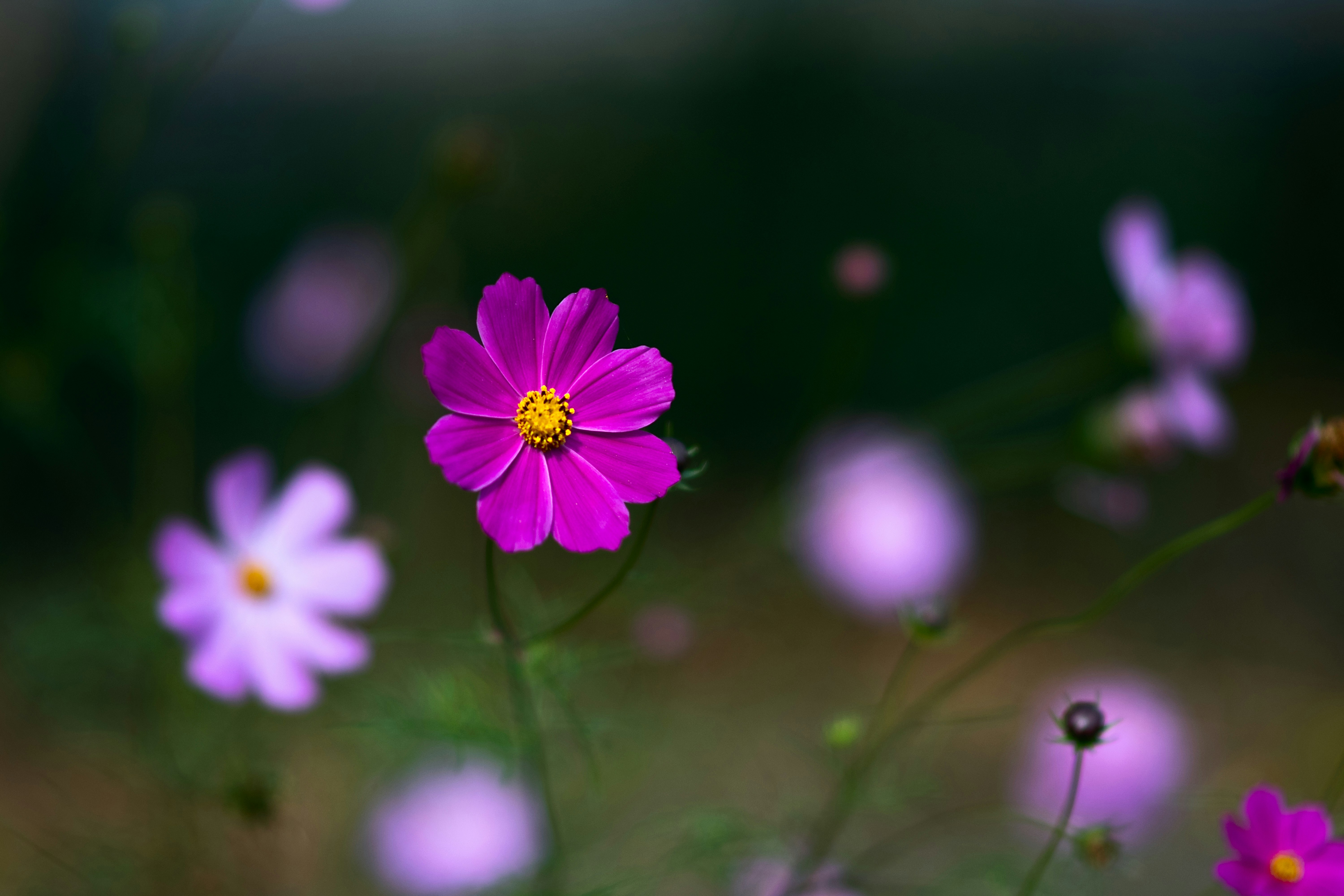 Photo by sevencolors