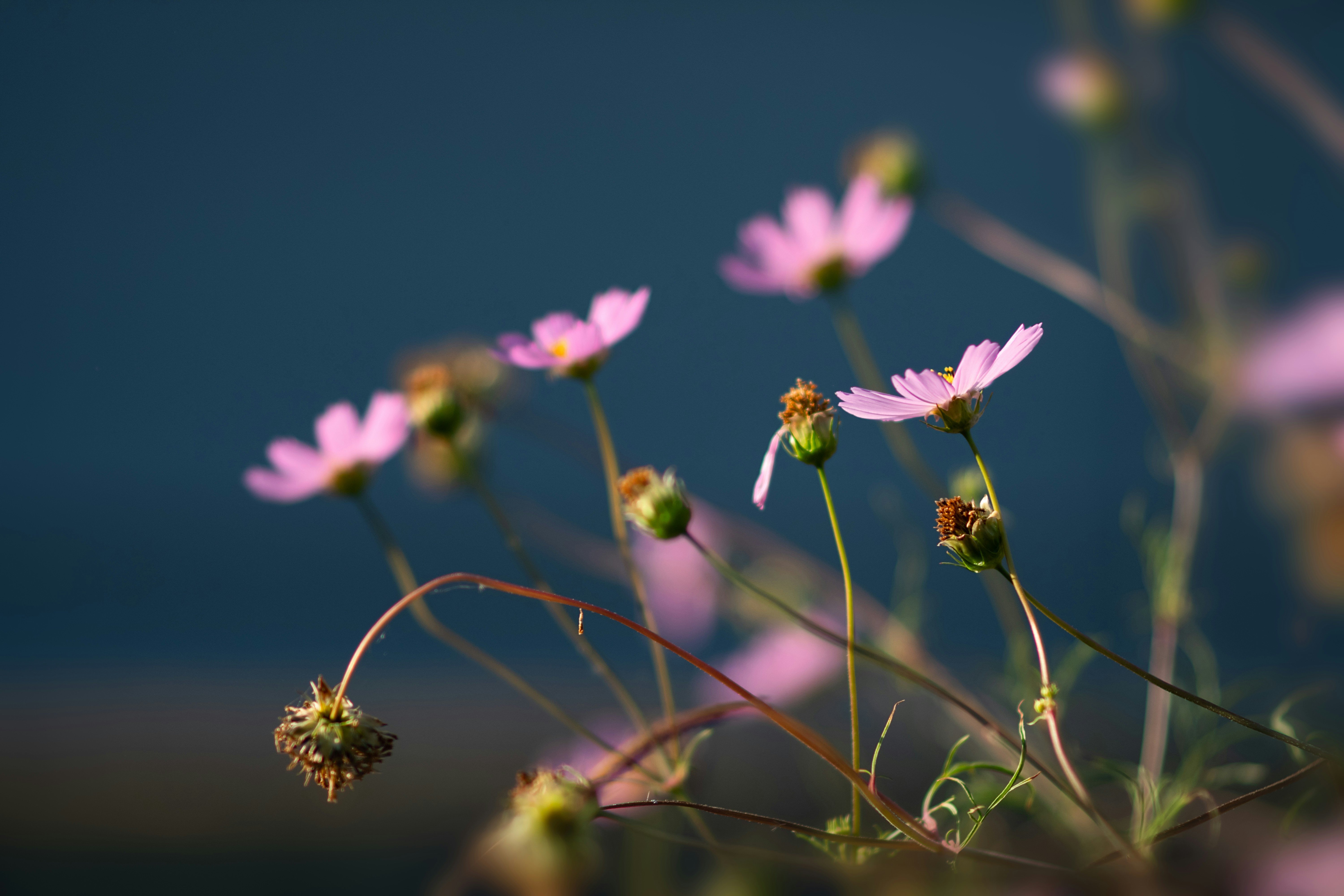 Photo by sevencolors