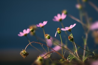 Pink flowers with delicate petals and buds are in focus against a blurred background of deep blue, giving a serene and natural feel. The stems are gracefully arching, adding a touch of elegance to the composition.