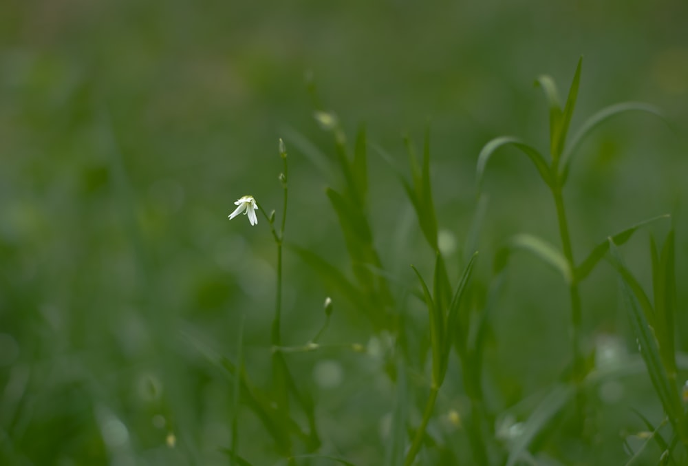 a small white flower sitting in the middle of a green field
