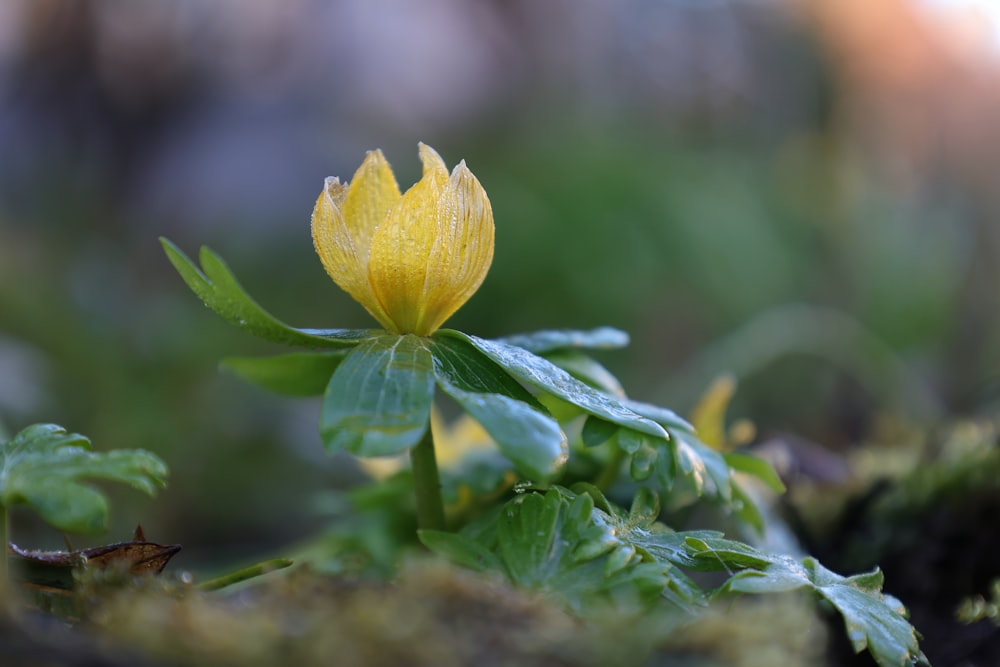 a small yellow flower with green leaves