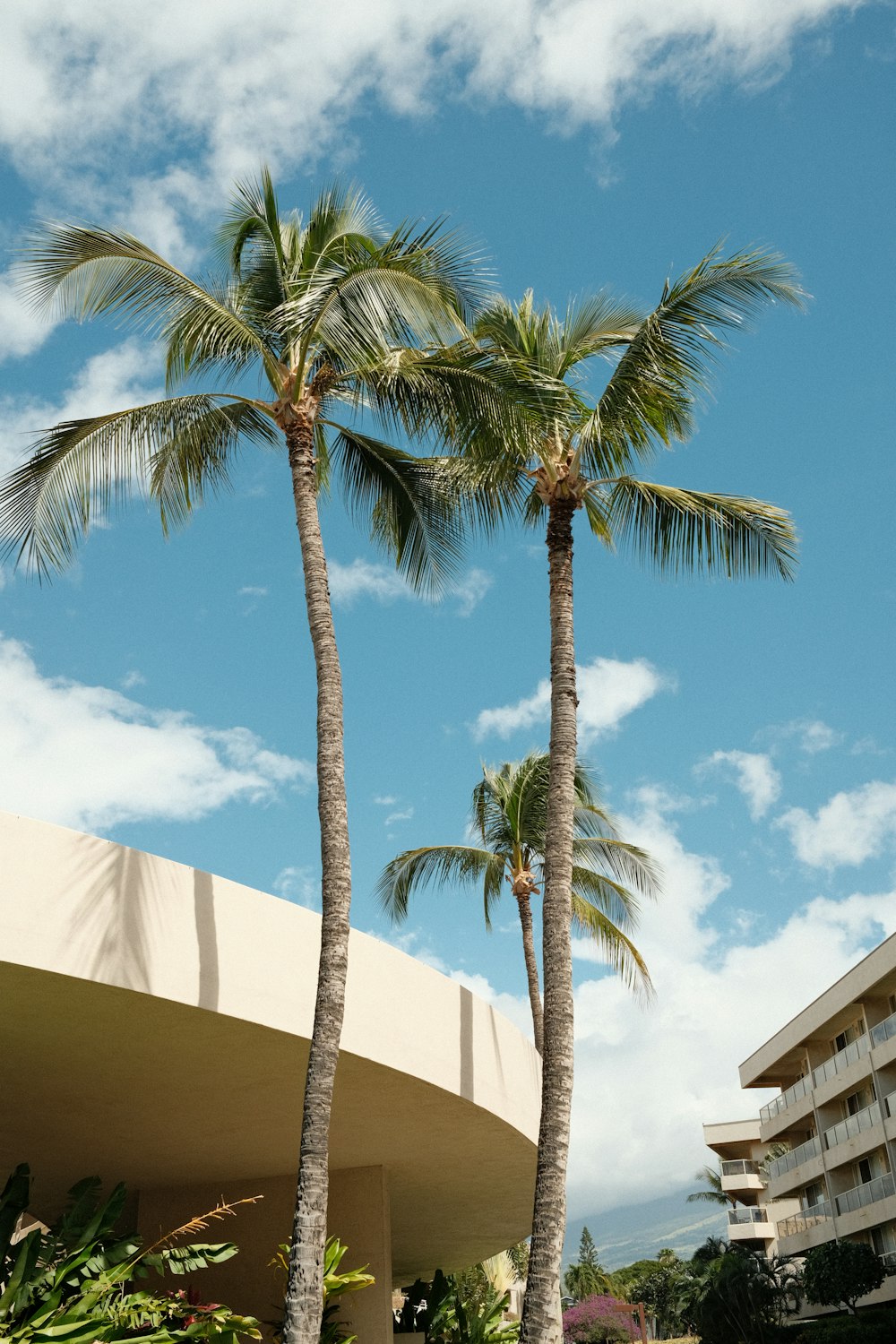 a couple of palm trees sitting in front of a building