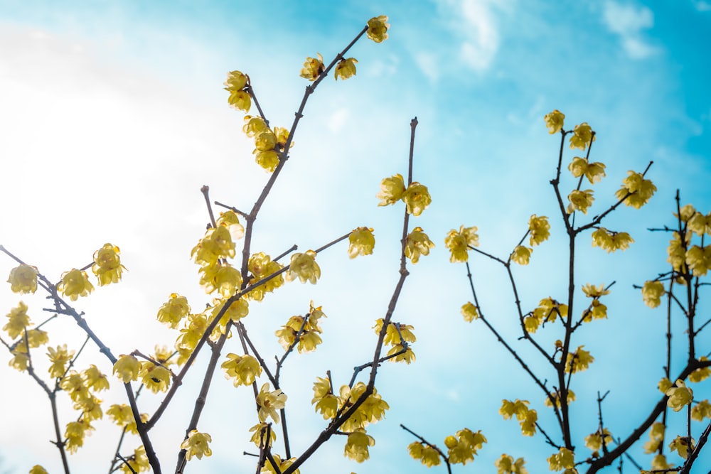 a tree branch with yellow flowers against a blue sky