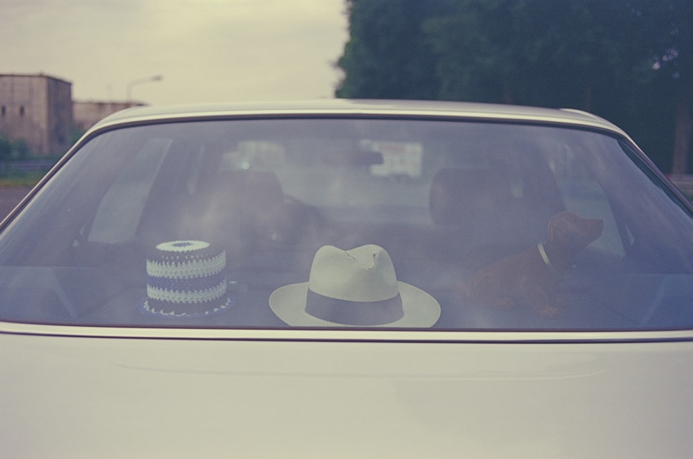 a dog sitting in the back seat of a car