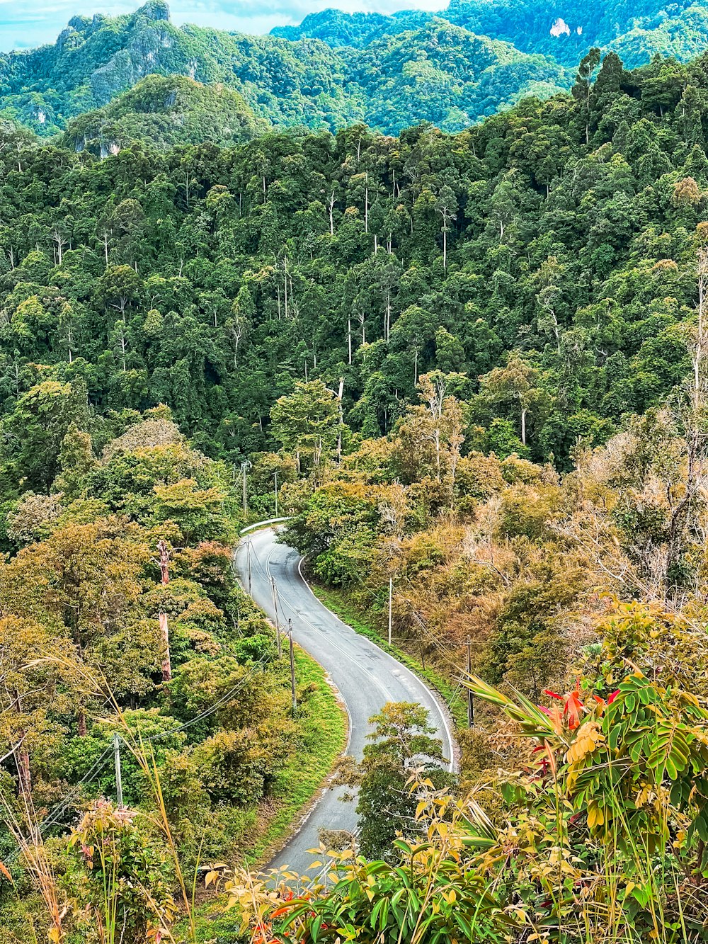 a winding road in the middle of a forest