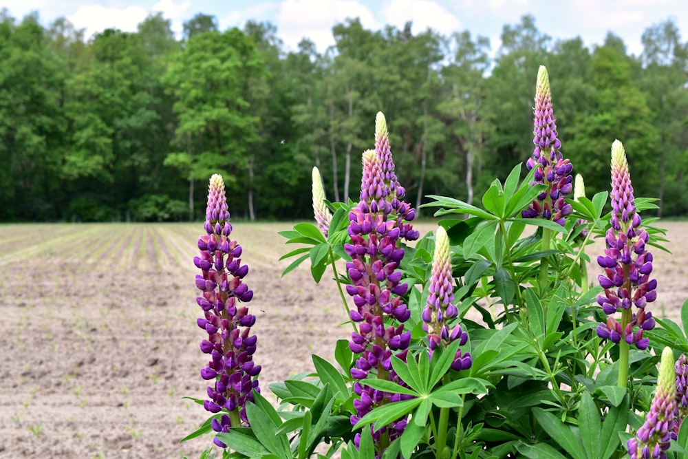 fleurs violettes dans un champ avec des arbres en arrière-plan